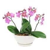 [����ȥ�]�֥��å���ԥ󥯡ڥ��顼�ѥå�������