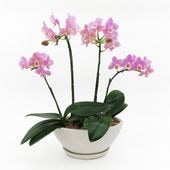 [����ȥ��ȡ���]�ե������ԥ󥯡ڥۥ磻�ȥѥå�������