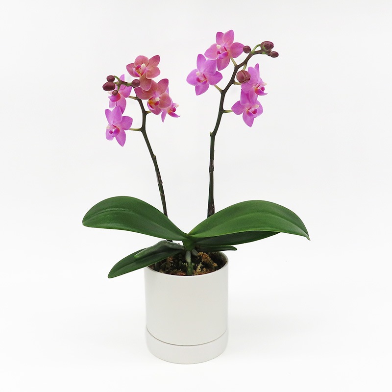 [�١����å�]�֥��å���ԥ�(2��Ω��)�ڥ��顼�ѥå�������