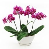 [����ȥ��ȡ���]�ȥե쥢�ڥۥ磻�ȥѥå�������