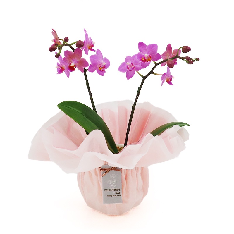 ��ValentineDay��[�١����å�]�֥��å���ԥ�(2��Ω��)�ڥ��顼�ѥå�������