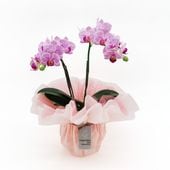 ��ValentineDay��[�١����å�]���ȥ饤�ץѡ��ץ�(2��Ω��)�ڥ��顼�ѥå�������