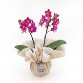 ��ValentineDay��[�١����å�]�Ȥ�����(2��Ω��)�ڥ��顼�ѥå�������