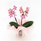 ��ValentineDay��[�١����å�]�ԥ奢�ԥ�(2��Ω��)�ڥ��顼�ѥå�������