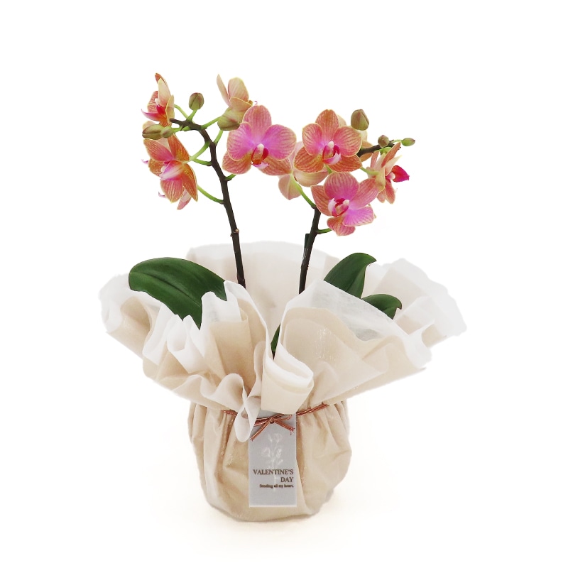 ��ValentineDay��[�١����å�]�������������ͥå�(2��Ω��)�ڥ��顼�ѥå�������