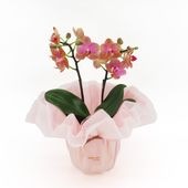 ��WhiteDay��[�١����å�]�������������ͥå�(2��Ω��)�ڥ��顼�ѥå�������