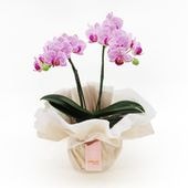 ��WhiteDay��[�١����å�]���ȥ饤�ץѡ��ץ�(2��Ω��)�ڥ��顼�ѥå�������