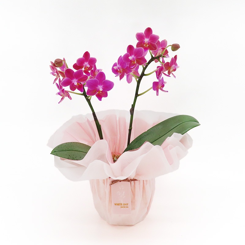 ��WhiteDay��[�١����å�]�Ȥ�����(2��Ω��)�ڥ��顼�ѥå�������