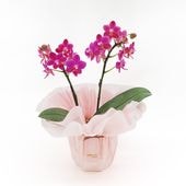 ��WhiteDay��[�١����å�]�Ȥ�����(2��Ω��)�ڥ��顼�ѥå�������