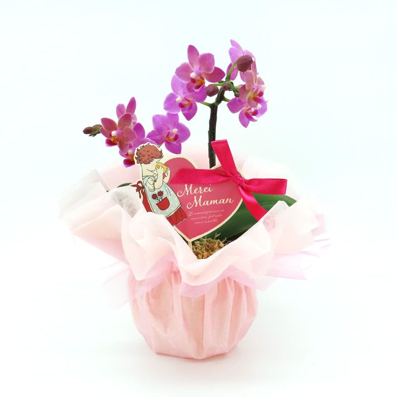 ��Mother's Day��[�١����å�]�֥��å���ԥ�(2��Ω��)�ڥ��顼�ѥå�������