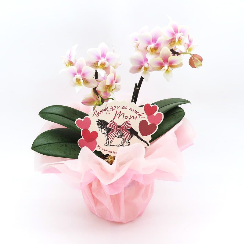 ��Mother's Day��[�١����å�]�ߥ륭������(2��Ω��)�ڥ��顼�ѥå�������