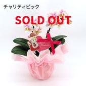 ��Mother's Day��[�١����å�]�ߥ륭������(2��Ω��)�ڥ��顼�ѥå�������