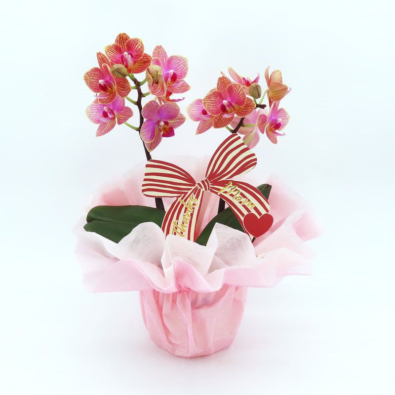 ��Mother's Day��[�١����å�]�������������ͥå�(2��Ω��)�ڥ��顼�ѥå�������