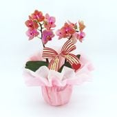 ��Mother's Day��[�١����å�]�������������ͥå�(2��Ω��)�ڥ��顼�ѥå�������