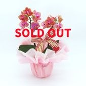 ��Mother's Day��[�١����å�]�������������ͥå�(2��Ω��)�ڥ��顼�ѥå�������