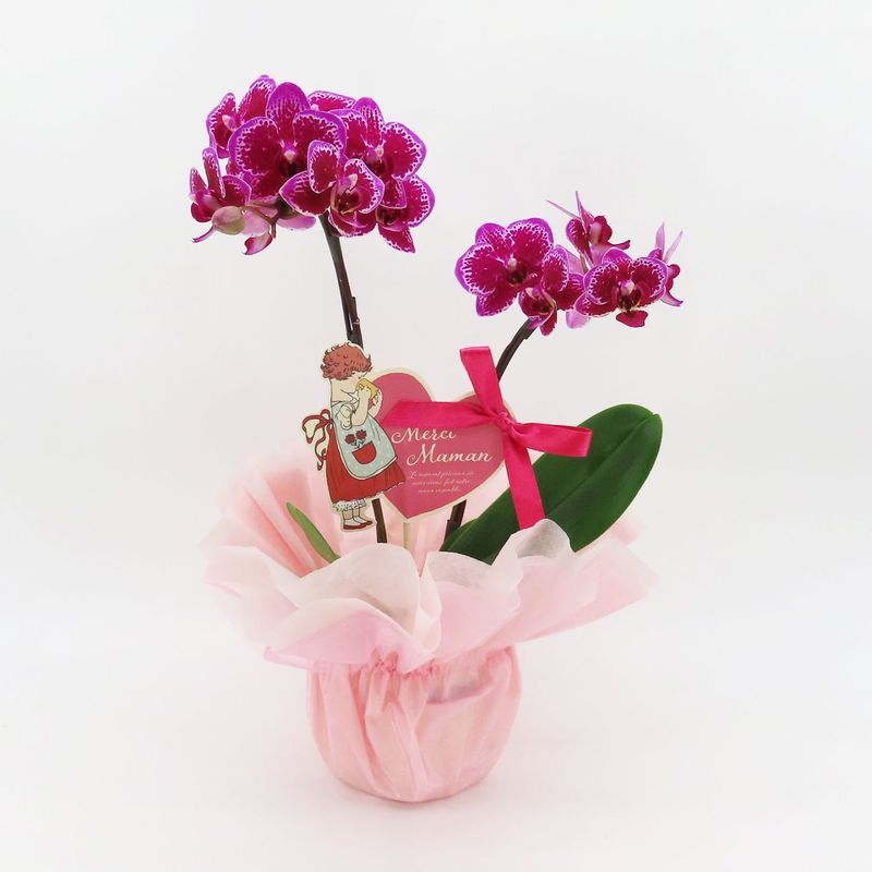 ��Mother's Day��[�١����å�]�ȥե쥢(2��Ω��)�ڥ��顼�ѥå�������