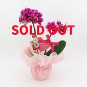 ��Mother's Day��[�١����å�]�ȥե쥢(2��Ω��)�ڥ��顼�ѥå�������