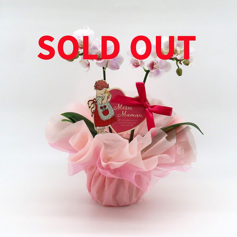 ��Mother's Day��[�١����å�]�������ۥ磻��(2��Ω��)�ڥ��顼�ѥå�������