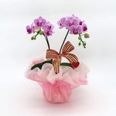 ��Mother's Day��[�١����å�]���ȥ饤�ץѡ��ץ�(2��Ω��)�ڥ��顼�ѥå�������