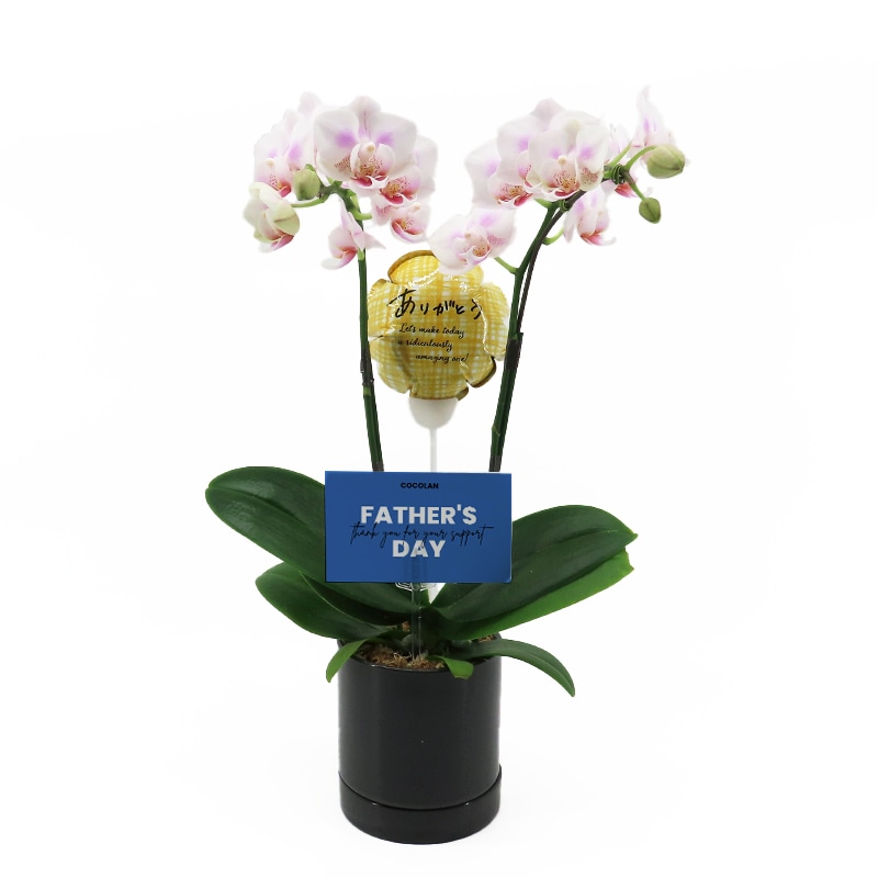 ��Father's Day��[�١����å�]���������ۥ磻��(2��Ω��)�ڥ��顼�ѥå�������