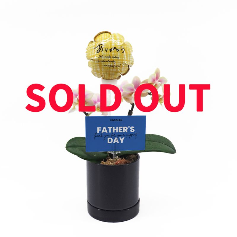 ��Father's Day��[�١����å�]���ߥ륭������(2��Ω��)�ڥ��顼�ѥå�������