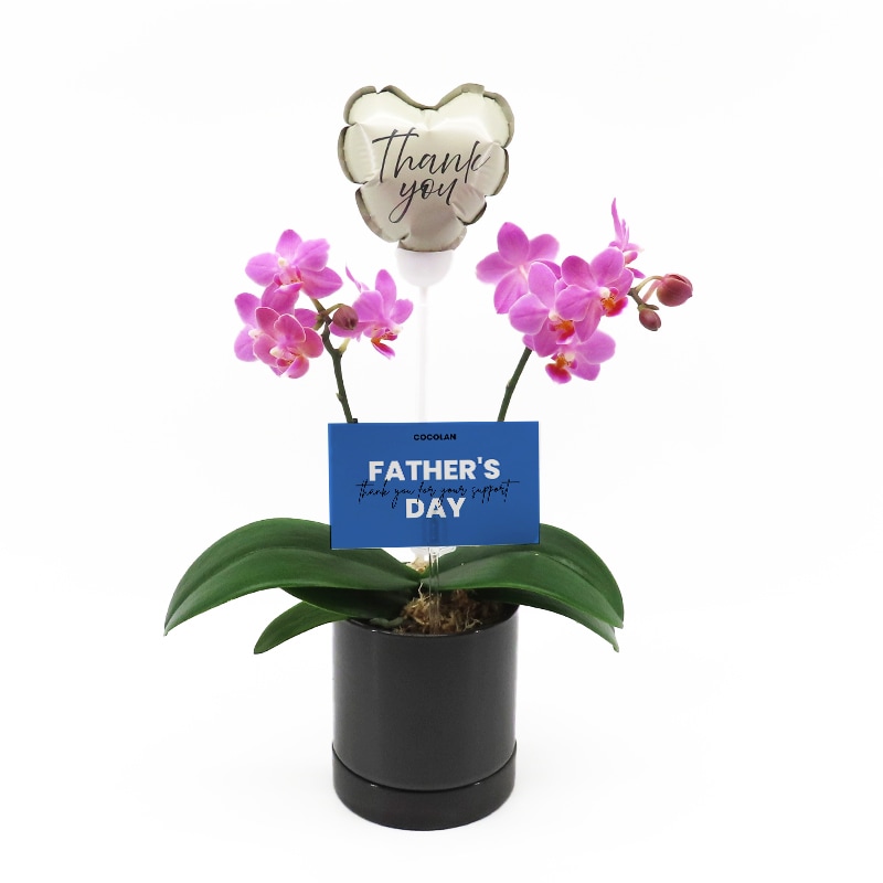 ��Father's Day��[�١����å�]���֥��å���ԥ�(2��Ω��)�ڥ��顼�ѥå�������