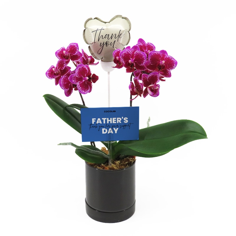 ��Father's Day��[�١����å�]���ȥե쥢(2��Ω��)�ڥ��顼�ѥå�������