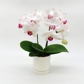 [�١����å�]�ۥ磻�ȥ饺�٥꡼(2��Ω��)�ڥ��顼�ѥå�������