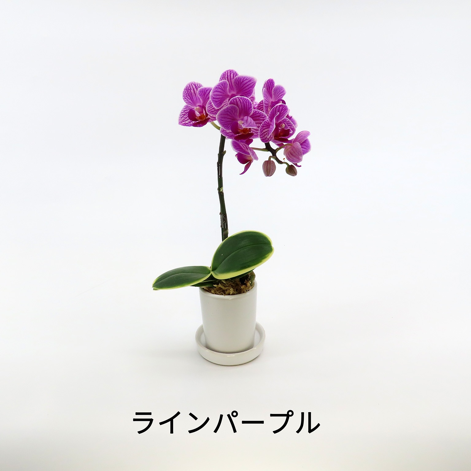 ナノ]8鉢アソート | サイズから選ぶ,ナノ | COCOLAN SHOP