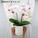 [�١����å�]�ۥ磻�ȥ饺�٥꡼(2��Ω��)�ڥ��顼�ѥå�������