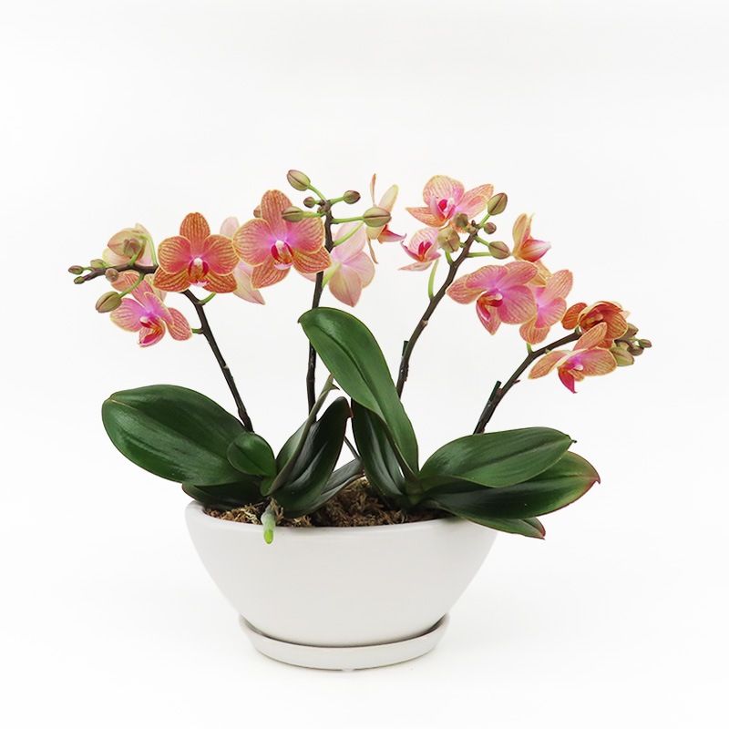 [����ȥ�]�������������ͥåȡڥ��顼�ѥå�������