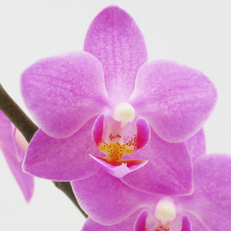 [�١����å�]�֥��å���ԥ�(2��Ω��)�ڥ��顼�ѥå�������