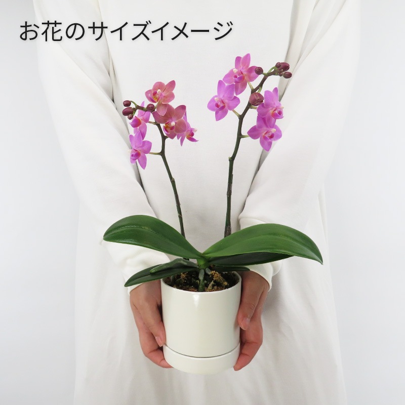 [�١����å�]�֥��å���ԥ�(2��Ω��)�ڥ��顼�ѥå�������