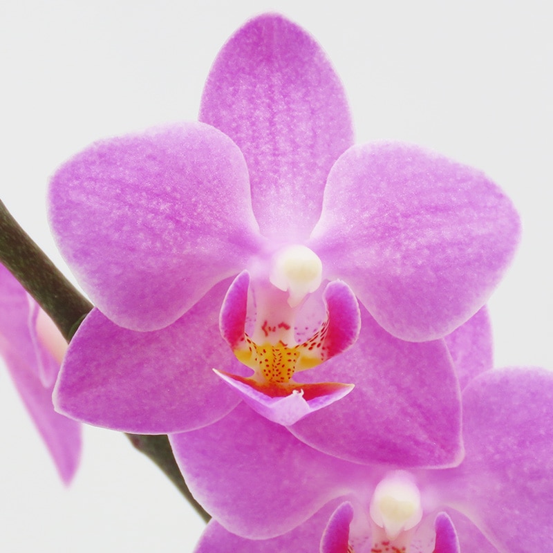 ��ValentineDay��[�١����å�]�֥��å���ԥ�(2��Ω��)�ڥ��顼�ѥå�������