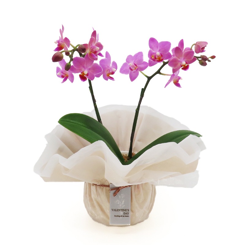 ��ValentineDay��[�١����å�]�֥��å���ԥ�(2��Ω��)�ڥ��顼�ѥå�������