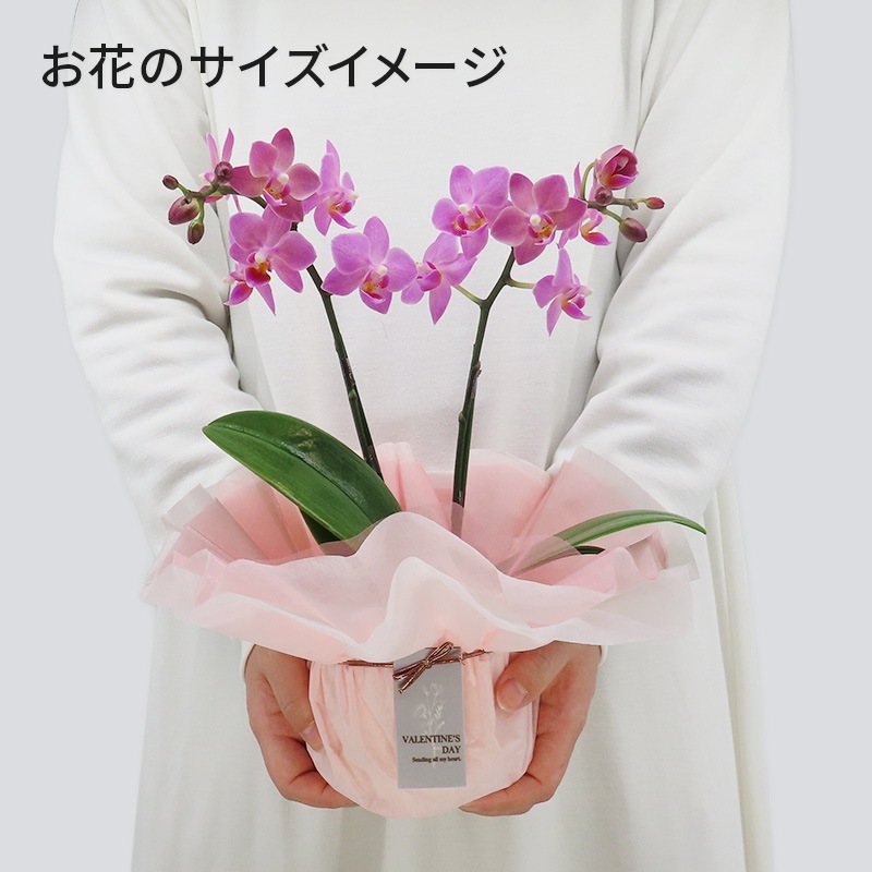 ��ValentineDay��[�١����å�]�֥��å���ԥ�(2��Ω��)�ڥ��顼�ѥå�������