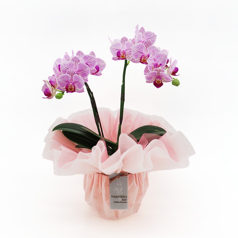 ��ValentineDay��[�١����å�]���ȥ饤�ץѡ��ץ�(2��Ω��)�ڥ��顼�ѥå�������