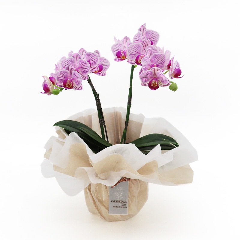 ��ValentineDay��[�١����å�]���ȥ饤�ץѡ��ץ�(2��Ω��)�ڥ��顼�ѥå�������