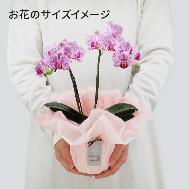 ��ValentineDay��[�١����å�]���ȥ饤�ץѡ��ץ�(2��Ω��)�ڥ��顼�ѥå�������