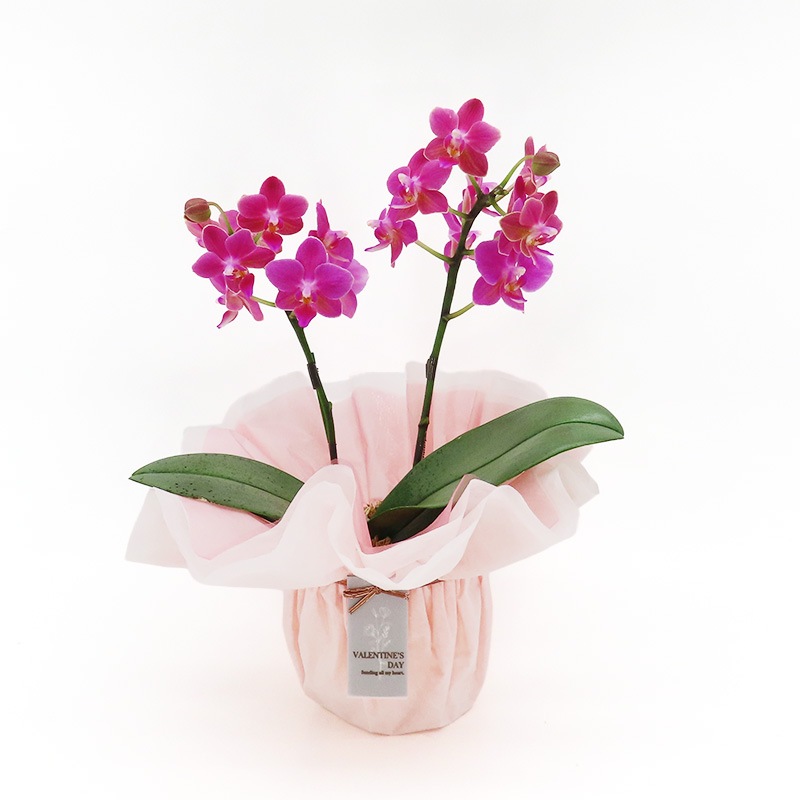 ��ValentineDay��[�١����å�]�Ȥ�����(2��Ω��)�ڥ��顼�ѥå�������