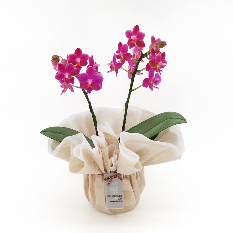 ��ValentineDay��[�١����å�]�Ȥ�����(2��Ω��)�ڥ��顼�ѥå�������