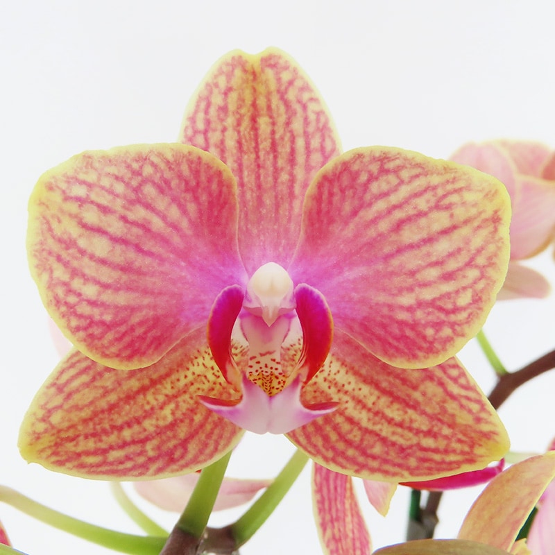 ��ValentineDay��[�١����å�]�������������ͥå�(2��Ω��)�ڥ��顼�ѥå�������