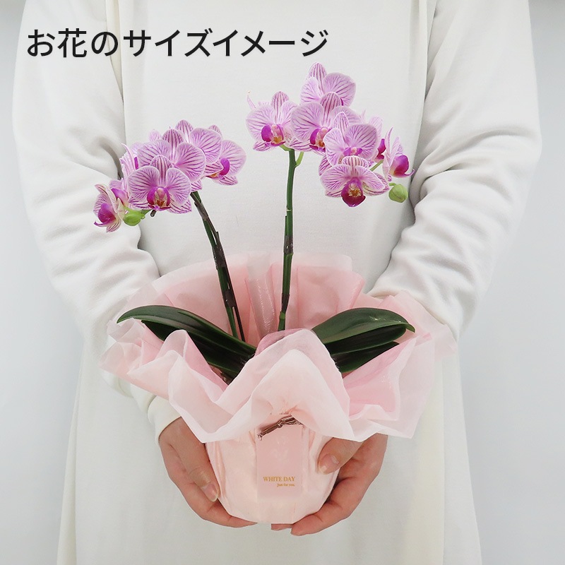 ��WhiteDay��[�١����å�]���ȥ饤�ץѡ��ץ�(2��Ω��)�ڥ��顼�ѥå�������