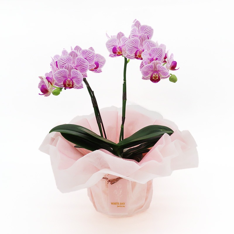 ��WhiteDay��[�١����å�]���ȥ饤�ץѡ��ץ�(2��Ω��)�ڥ��顼�ѥå�������