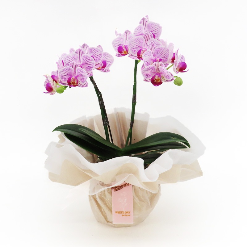 ��WhiteDay��[�١����å�]���ȥ饤�ץѡ��ץ�(2��Ω��)�ڥ��顼�ѥå�������