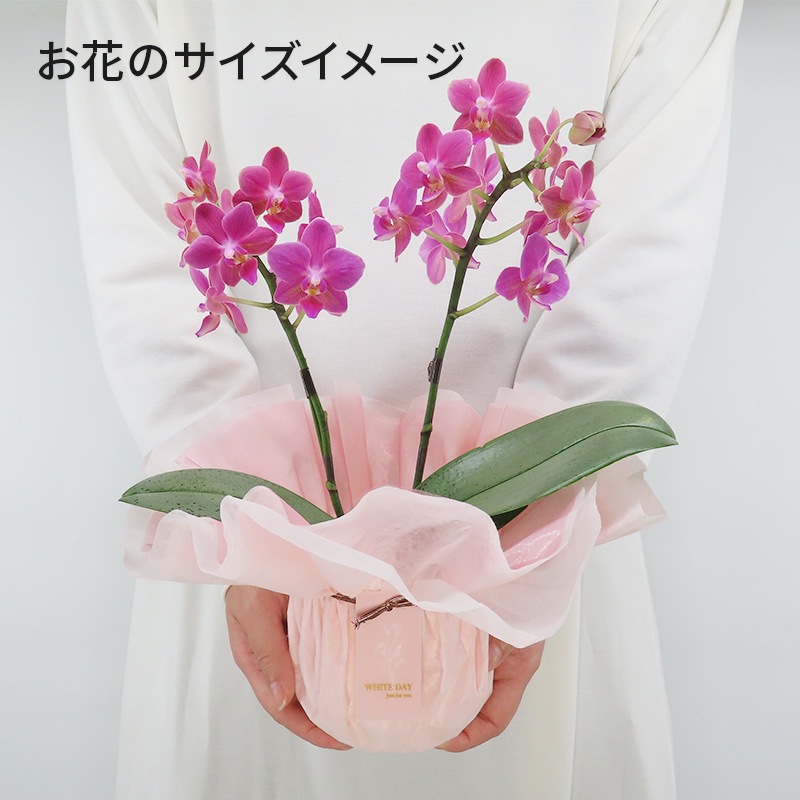 ��WhiteDay��[�١����å�]�Ȥ�����(2��Ω��)�ڥ��顼�ѥå�������