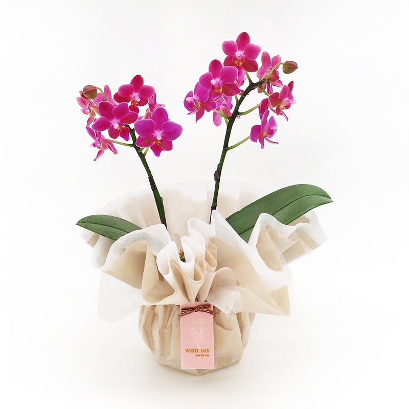 ��WhiteDay��[�١����å�]�Ȥ�����(2��Ω��)�ڥ��顼�ѥå�������