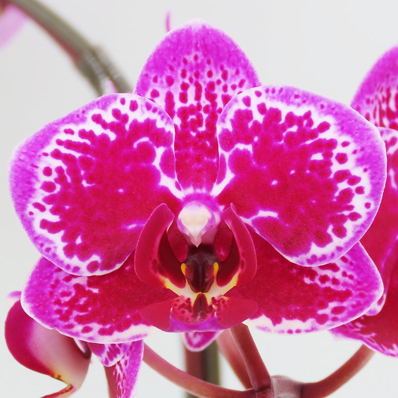 [١å]ȥե쥢(2Ω)ڥ顼ѥå