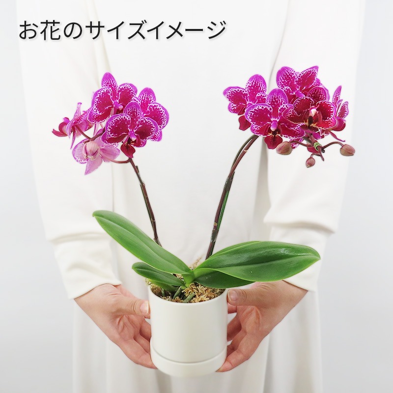 [١å]ȥե쥢(2Ω)ڥ顼ѥå