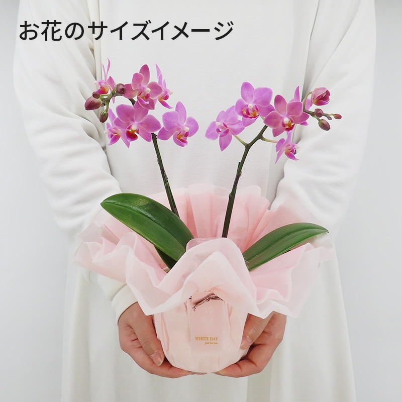 ��WhiteDay��[�١����å�]�֥��å���ԥ�(2��Ω��)�ڥ��顼�ѥå�������